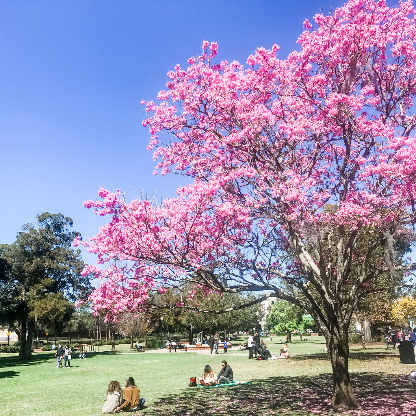 Winter-Park.jpg